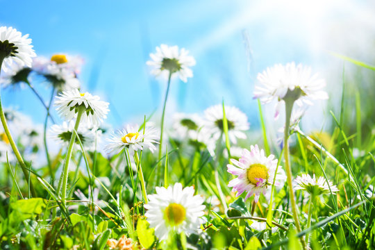 G&auml;nsebl&uuml;mchen, blauer Himmel