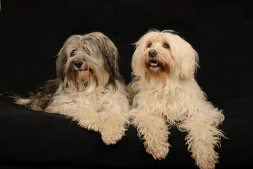 Tibet Terrier, Hund, Haustier, Hunde, 