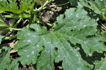 pied de courgette et ses grosses feuilles