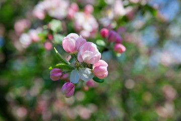 Blossom apple brunch