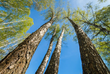 spring birch forest