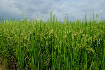 The beautiful landscape of rice fields.
