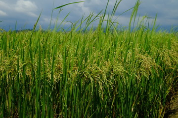 The beautiful landscape of rice fields.