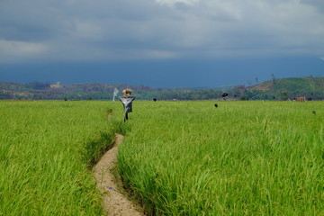 Obraz premium A view of paddy field with Mount Kinabalu background.