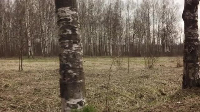 POV side view dolly of wild park or birch forest in spring from