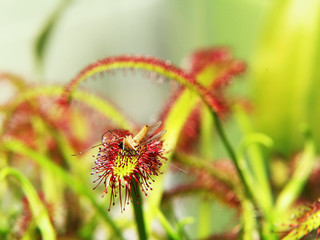 Insect moskito traped by drosera  ( sundew ) close up