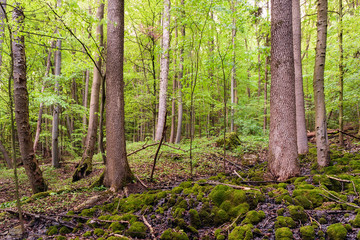 Spring Forest