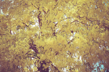 Yellow Trees with filter effect retro vintage style