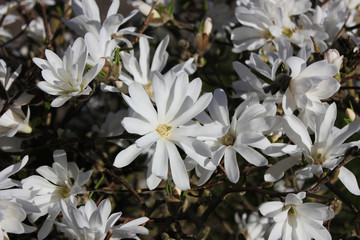Sternmagnolien
