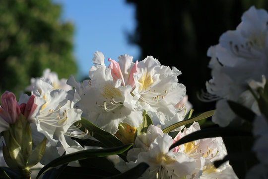 Rododendron