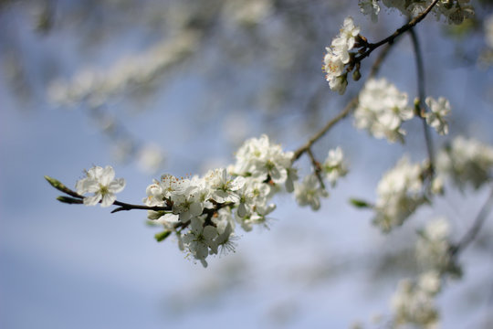 Bl&uuml;te Wildkirsche