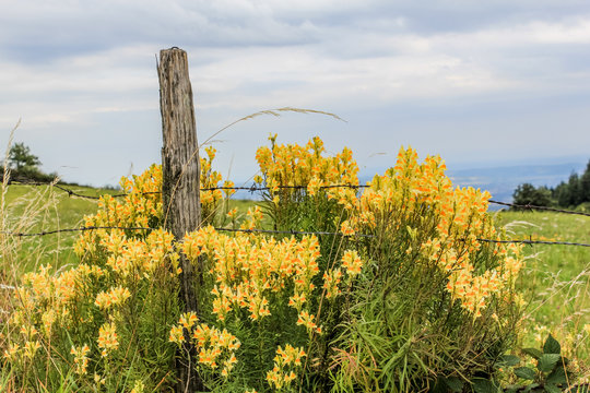 Fleurs sauvages dans le parc du Pilat