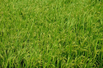 A beautiful of green paddy field.