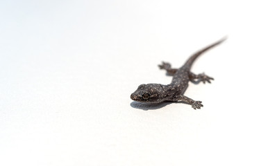 Baby lizard