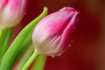 Fototapeta premium Spring tulip flowers.