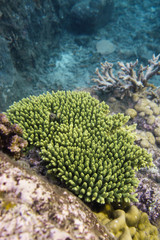 Coral