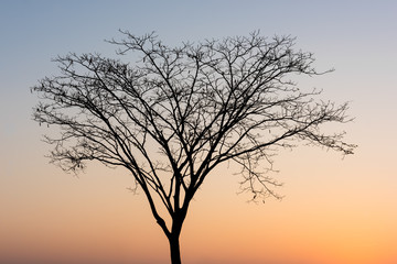 Fototapeta na wymiar sunrise with die tree