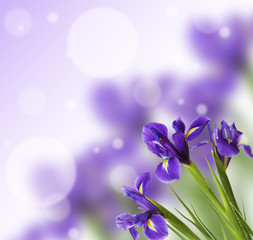 Fototapeta na wymiar Beautiful Iris flowers on bright background