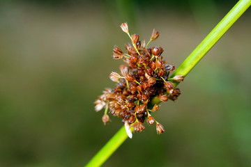 Grass inflorescence