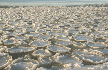 Sea pancakes