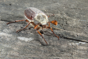 May bug on a wooden background ffont view