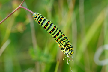Colored caterpillar