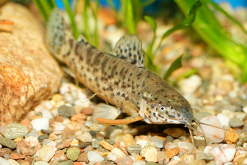 Hoplosternum fish