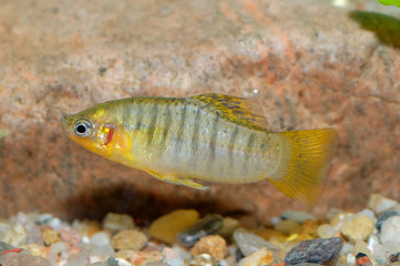 Poecilia fish