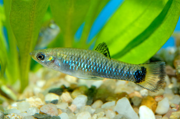 Poecilia fish