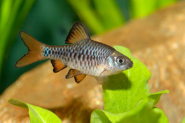 Puntius fish