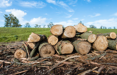 Piled thick trunks along a Dutch dike