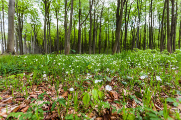 Frühling im Wald