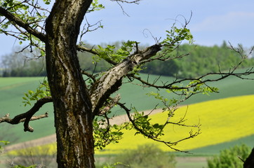 Landschaft