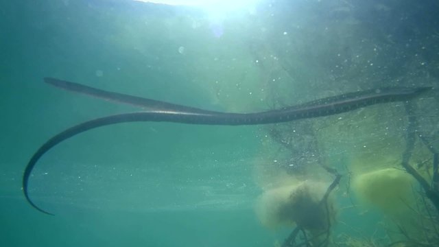 Dice snake floats on water surface, view from under water
