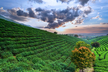 Tea Plantations under sky