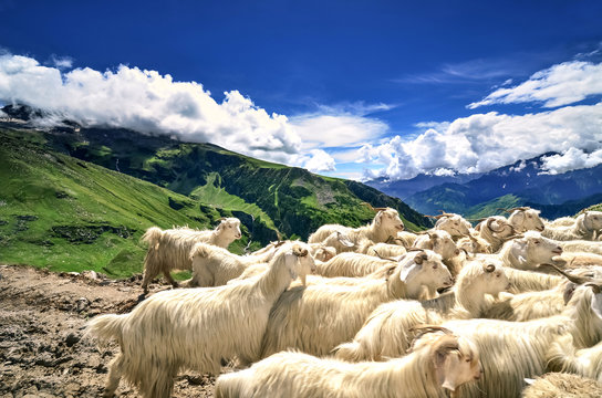 Many goats on the road