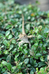 Brown thai lizard on tree