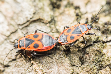 Shield Bug (Graphosoma Lineatum) Mating Close Up