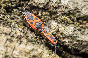 Shield Bug (Graphosoma Lineatum) Mating Close Up