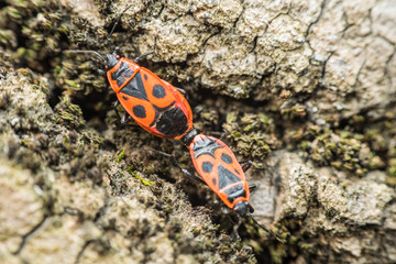 Shield Bug (Graphosoma Lineatum) Mating Close Up