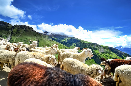 Many goats on the road