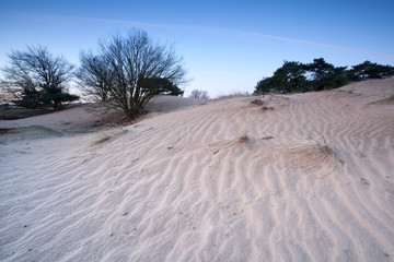 Fototapeta na wymiar sand dune in dusk