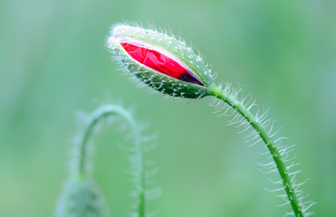 Bud of poppy in the field