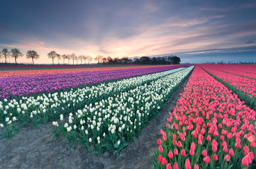 sunrise over colorful tulip field