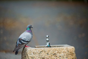 Naklejka premium 水飲み場の鳩