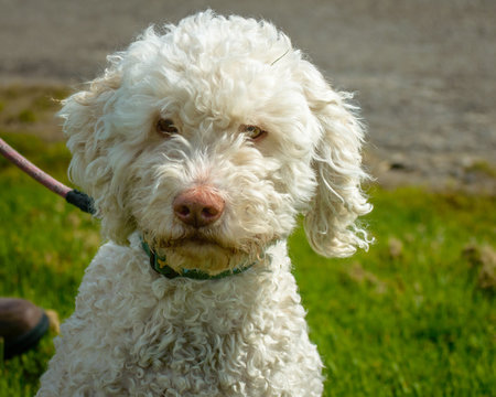 White Lagotto Romagnolo Dog on a Lead Stock Photo | Adobe Stock