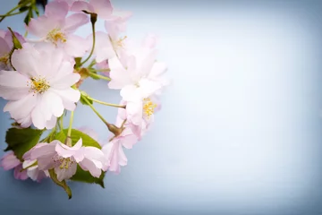Crédence de cuisine en verre imprimé Fleur de cerisier Tree cherry.