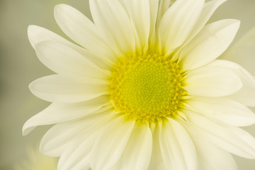Glowing White Daisy Flower