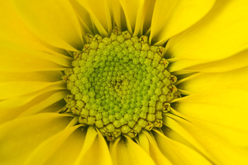 Yellow Daisy Flower