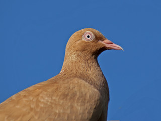 gołąb